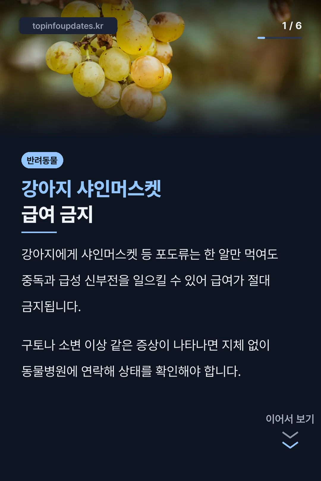 강아지 샤인머스켓 급여 금지