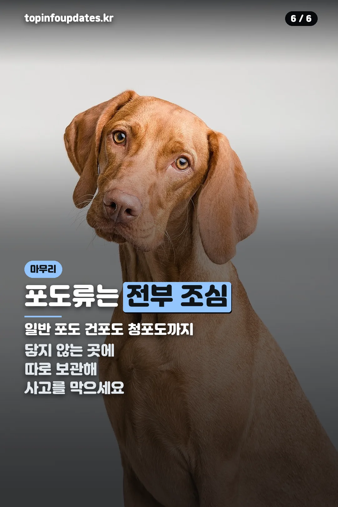 포도류 전체 주의