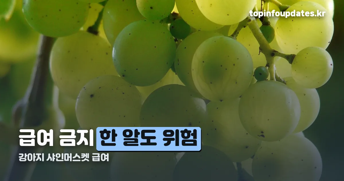 강아지 샤인머스켓 급여 정리 썸네일