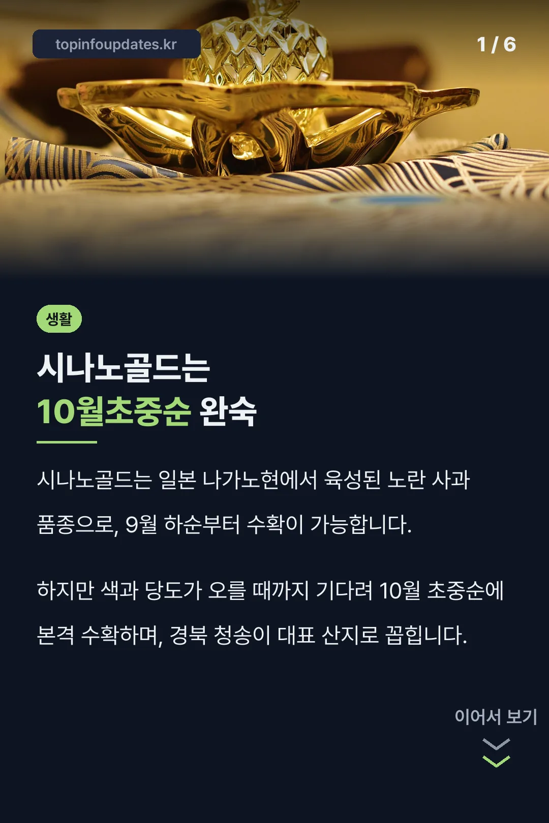 시나노골드는 10월초중순 완숙