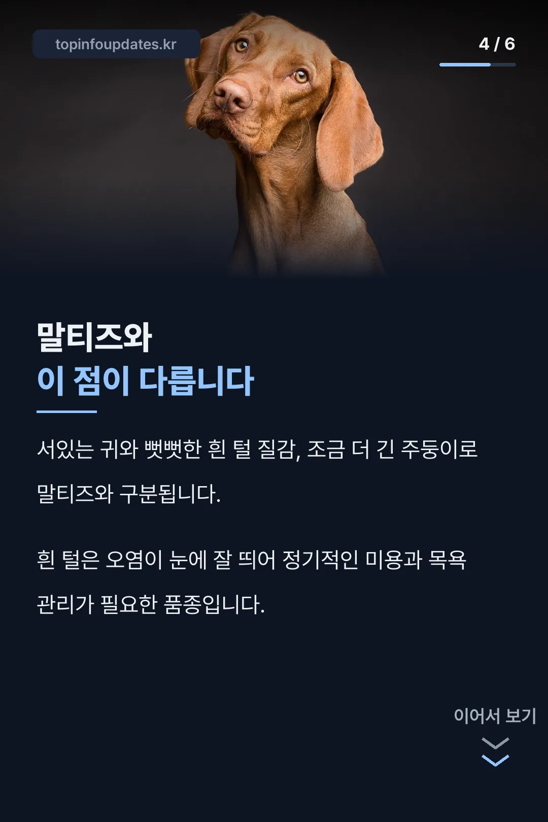 말티즈와 다른 점