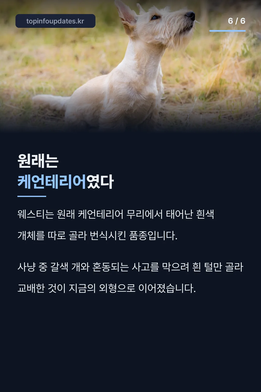 입양이라는 선택지